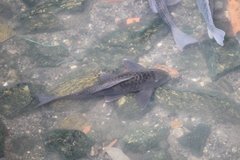 Hypostomus