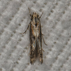 Blastodacna atra