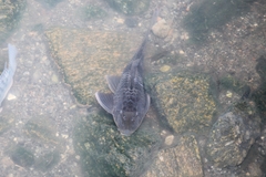 Hypostomus