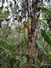 Nepenthes mirabilis