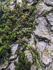 Homalothecium nuttallii