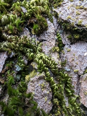 Homalothecium nuttallii