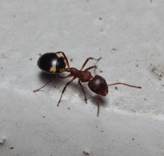 Dolichoderus sibiricus