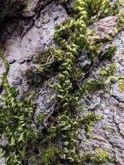 Homalothecium nuttallii