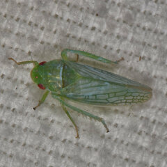 Gyponana