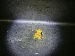 Lophocampa walkeri