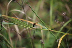 Diplacodes melanopsis