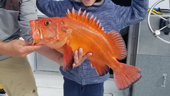 Sebastes ruberrimus