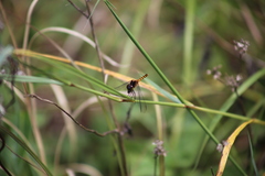 Diplacodes melanopsis