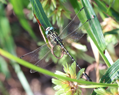 Austrogomphus cornutus