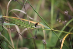 Diplacodes melanopsis