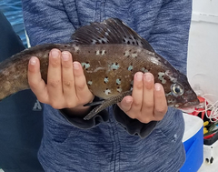 Hexagrammos decagrammus