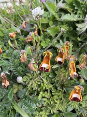 Calceolaria uniflora