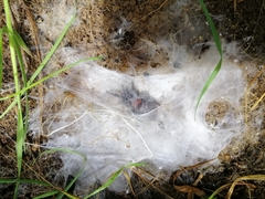 Porrhothele antipodiana