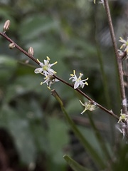 Cordyline pumilio