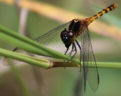 Diplacodes melanopsis