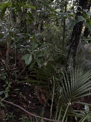 Cordyline pumilio