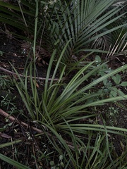 Cordyline pumilio