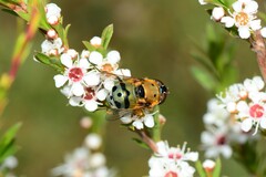 Austalis pulchella