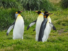Aptenodytes patagonicus
