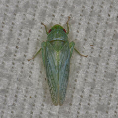 Gyponana