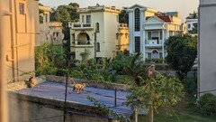 Semnopithecus entellus