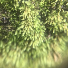 Claopodium rostratum