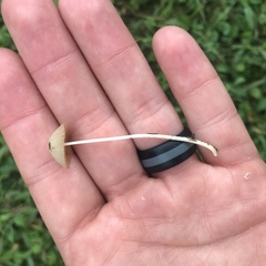 Conocybe apala albipes