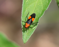 Trilaccus nigroruber