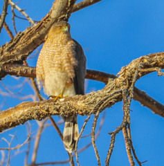 Accipiter cooperii