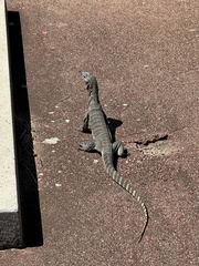 Varanus rosenbergi
