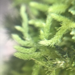 Claopodium rostratum