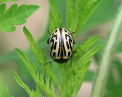 Zygogramma bicolorata