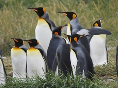 Aptenodytes patagonicus
