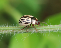 Zygogramma bicolorata