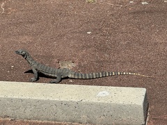 Varanus rosenbergi