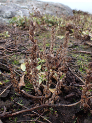 Castilleja victoriae