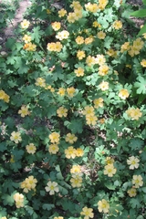 Modiolastrum malvifolium