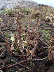 Castilleja victoriae