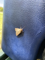 Mythimna convecta