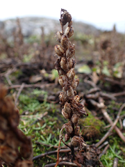 Castilleja victoriae