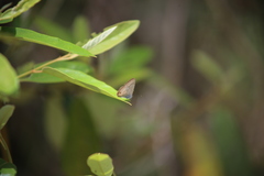 Catopyrops florinda