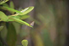Catopyrops florinda