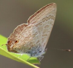 Catopyrops florinda