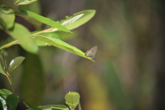 Catopyrops florinda