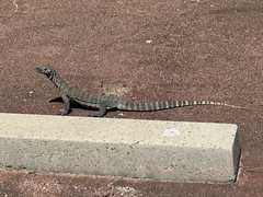 Varanus rosenbergi