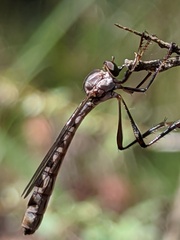 Leptogaster
