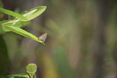Catopyrops florinda