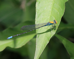 Pseudagrion aureofrons