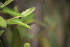 Catopyrops florinda